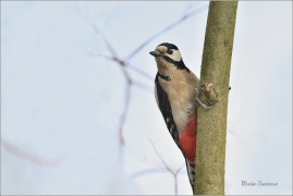 <p>STRAKAPOUD VELKÝ (Dendrocopos major) - /Great spotted woodpecker – Buntspecht/
</p>